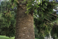 Trunk-of-Bunya-nuts