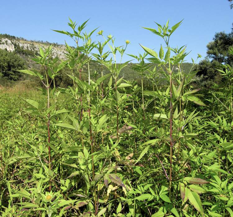 Bur-Marigold-Plant-growing-wild