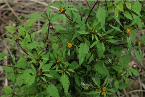 Bur-Marigold--Plant