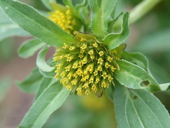 Closer-view-of-Bur-Marigold-Flower