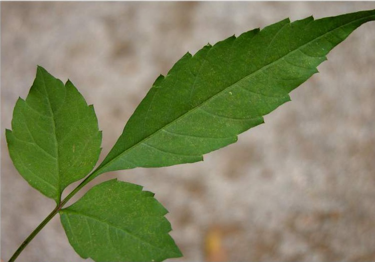 Leaves-of-Bur-Marigold--plant