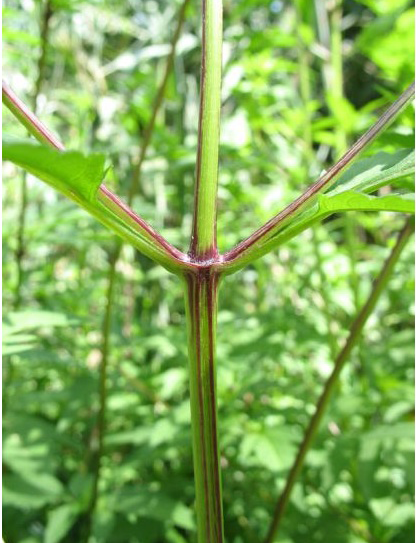 Stem-of-Bur-Marigold-plant