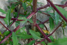 Branches-of-Bur-Marigold