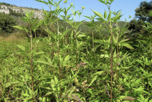 Bur-Marigold-Plant-growing-wild