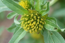 Closer-view-of-Bur-Marigold-Flower
