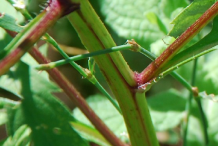 Closer-view-of-Bur-Marigold-stem