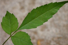 Leaves-of-Bur-Marigold--plant