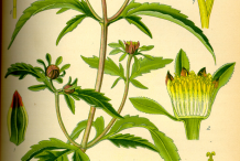 Plant-Illustration-of-Bur-Marigold