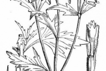 Sketch-of-Bur-Marigold-plant