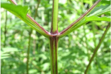 Stem-of-Bur-Marigold-plant