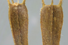 Fruit-of-Bur-Marigold-plant