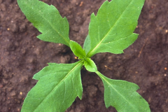Saplings-of-Bur-Marigold-plant