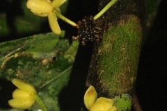 Burahol-flower