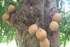 Burahol-fruit