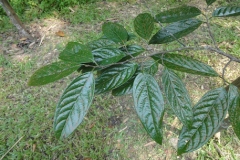 Burahol-leaves