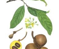 Burahol-plant-illustration