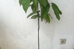 Burahol-plant