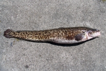 Burbot-fish-1