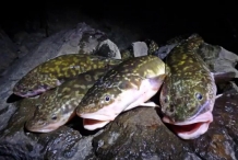 Burbot-fish-2