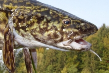 Burbot-fish-3