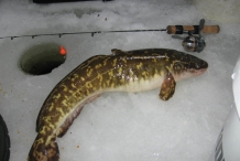 Burbot-fish-4
