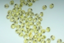 Burbot-fish-eggs