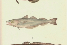 Illustration-of-Burbot-fish