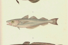 Illustration-of-Burbot-fish