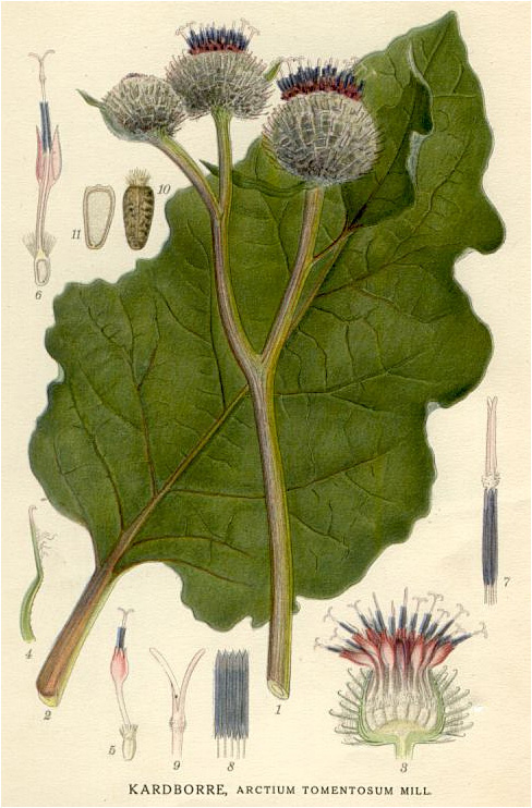Plant-illustration-of-Burdock