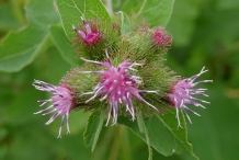 Close-up-flower-of-Burdock