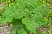 Leaves-of-Burdock