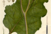 Plant-illustration-of-Burdock