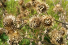 Seeds-of-Burdock