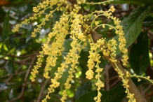 Burmese-grape-flower