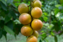 Burmese-grape-fruit