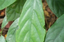 Burmese-grape-leaves