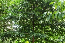Burmese-grape-tree