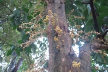 Burmese-grape-trunk