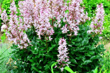 Burning-Bush-Plant