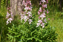 Burning-bush-plant-growing-wild