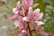 Closer-view-of-flower