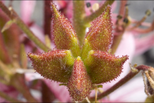 Closer-view-of-the-fruit