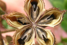 Dried-Fruit-of-Burning-Bush