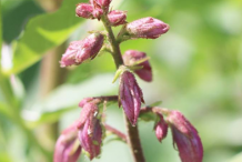 Flowering-buds-of-Burning-Bush