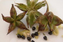Fruit-capsules-and-seeds-of--Burning-Bush
