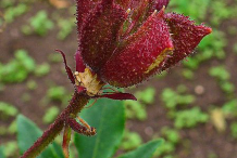 Fruit-of--Burning-Bush