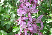 Inflorescence-of--Burning-Bush