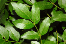 Leaves-of--Burning-Bush