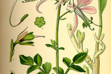 Plant-Illustration-of--Burning-Bush
