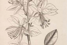 Sketch-of-Burning-bush-plant